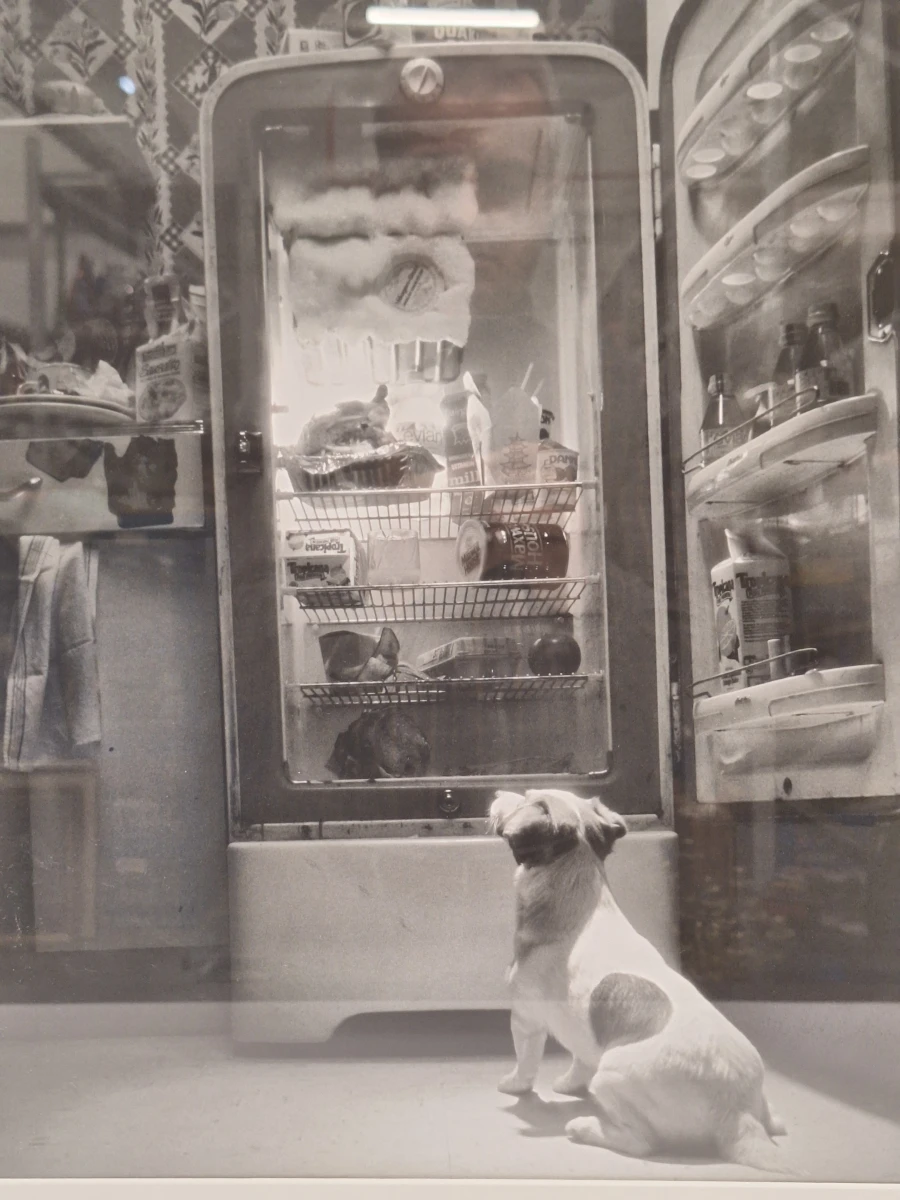 Ingelijste zwart-wit kunstfoto - hond voor een openstaande vintage koelkast (inlijsting door Schleiper) - foto 5