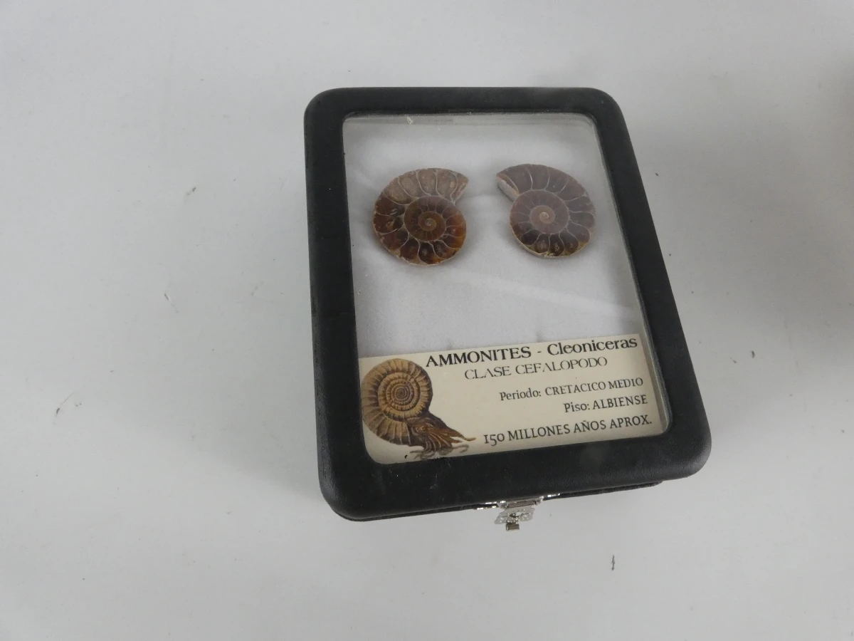 Collectie natuurlijke mineralen/fossielen | Woestijnroos, ammonietfossiel en agaatplak - foto 4