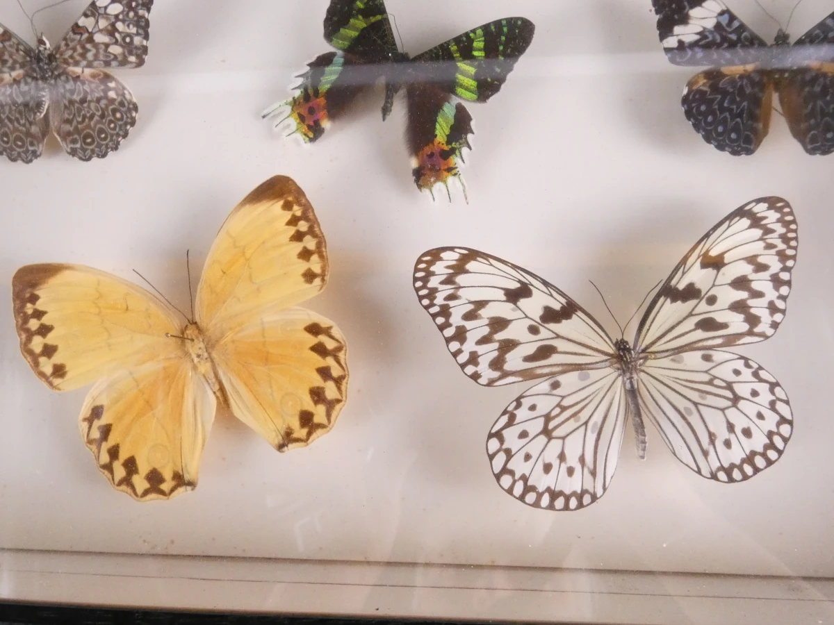 Verzameling van ingelijste vlinders en insecten in vitrinekaders - foto 2