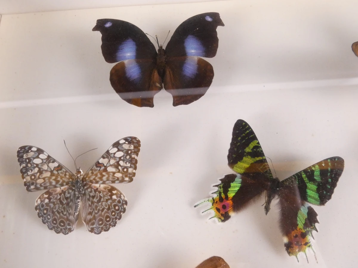 Verzameling van ingelijste vlinders en insecten in vitrinekaders - foto 3