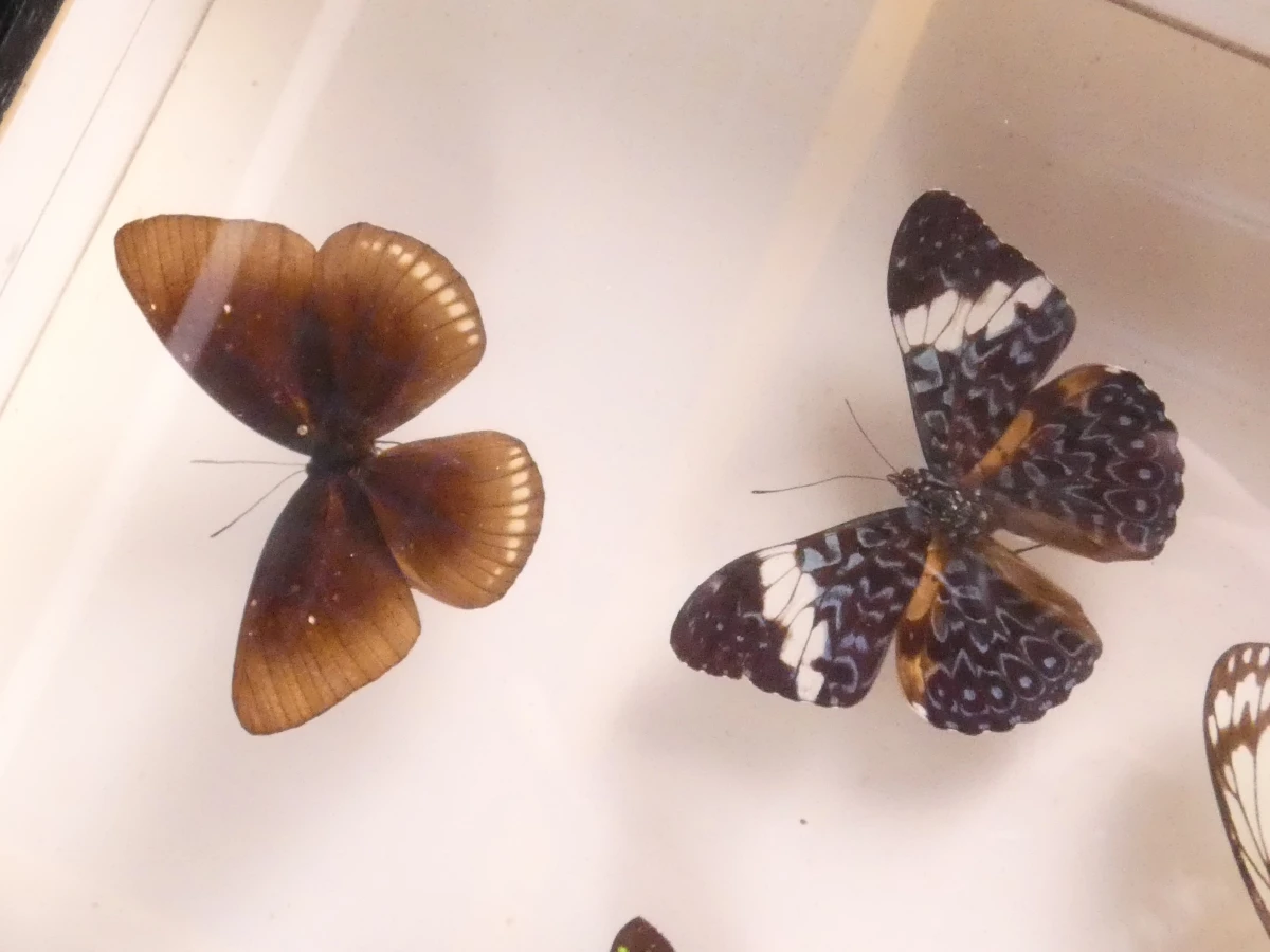 Verzameling van ingelijste vlinders en insecten in vitrinekaders - foto 4