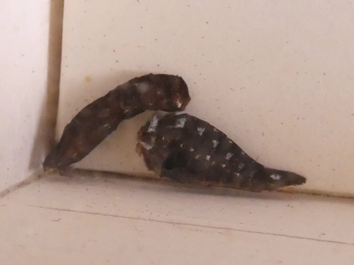 Verzameling van ingelijste vlinders en insecten in vitrinekaders - foto 5
