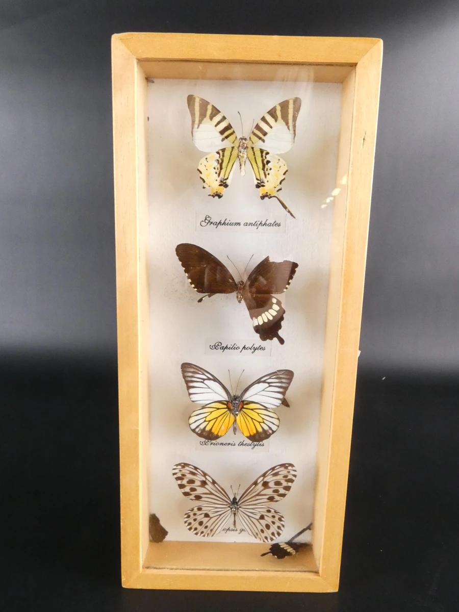 Verzameling van ingelijste vlinders en insecten in vitrinekaders - foto 8