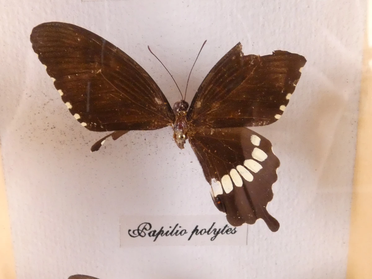 Verzameling van ingelijste vlinders en insecten in vitrinekaders - foto 9
