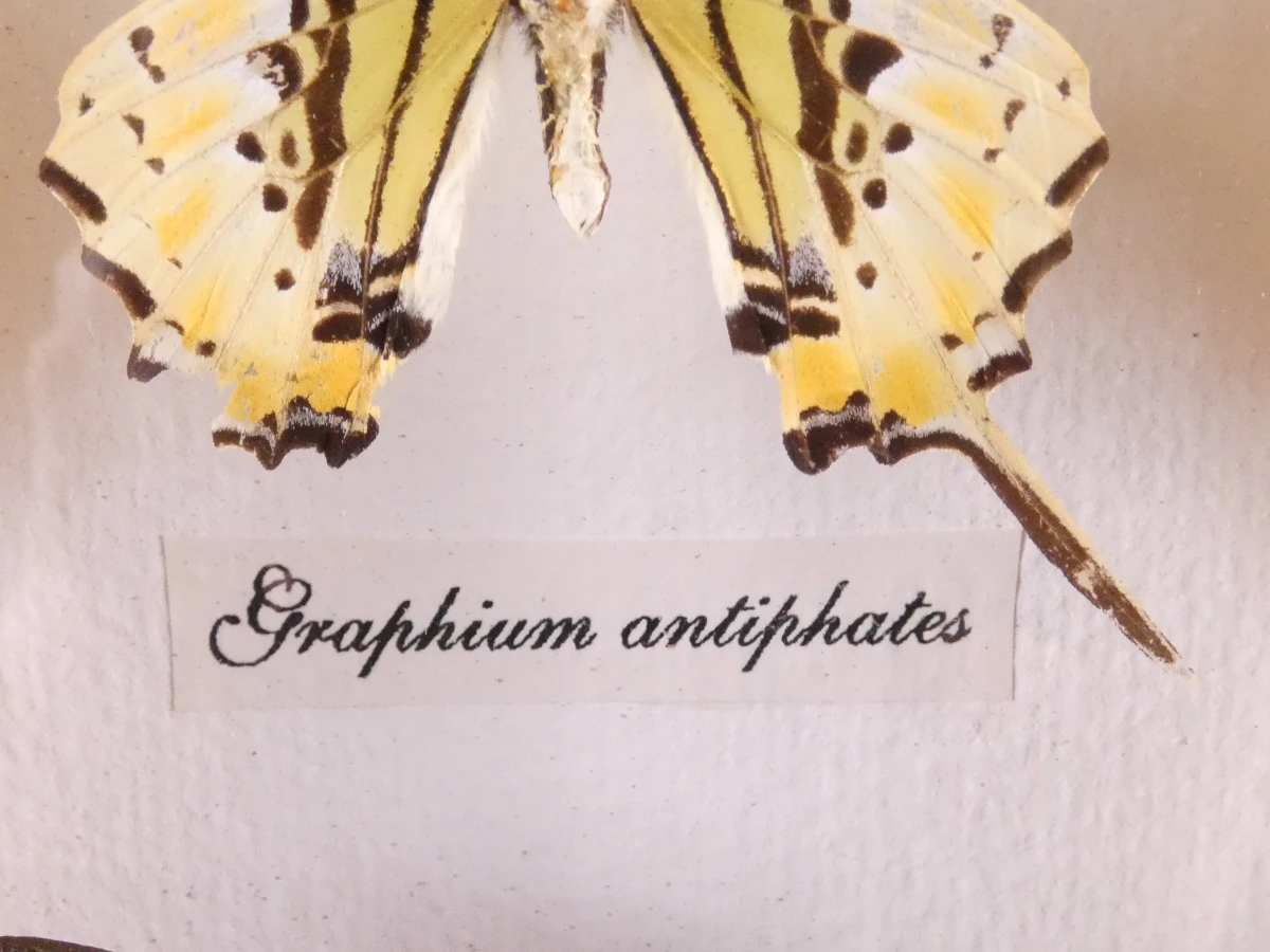 Verzameling van ingelijste vlinders en insecten in vitrinekaders - foto 10