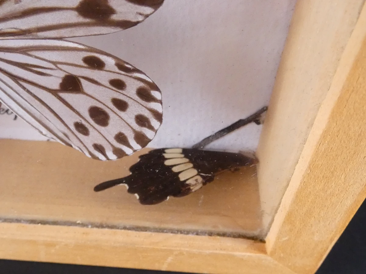 Verzameling van ingelijste vlinders en insecten in vitrinekaders - foto 11