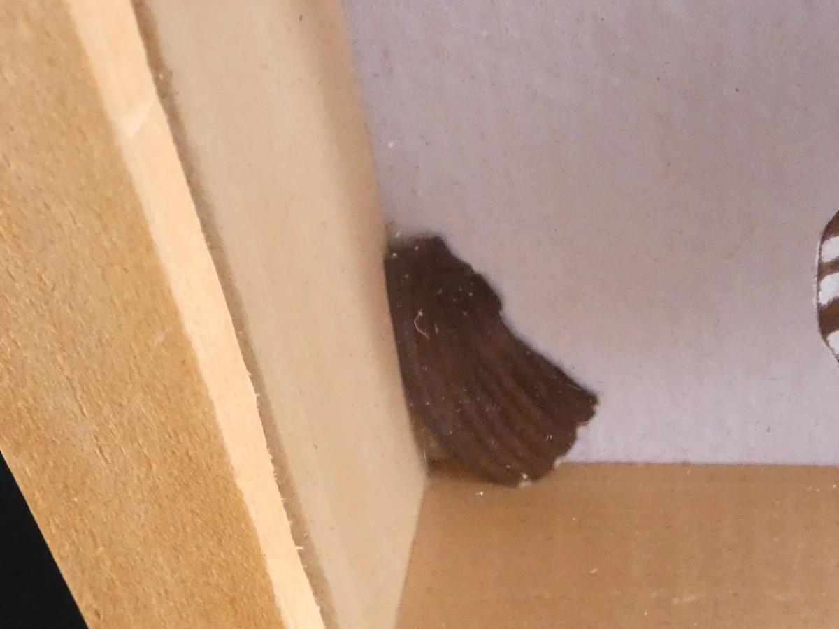 Verzameling van ingelijste vlinders en insecten in vitrinekaders - foto 12