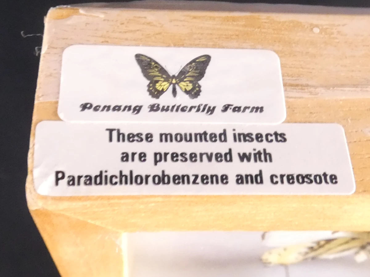 Verzameling van ingelijste vlinders en insecten in vitrinekaders - foto 13