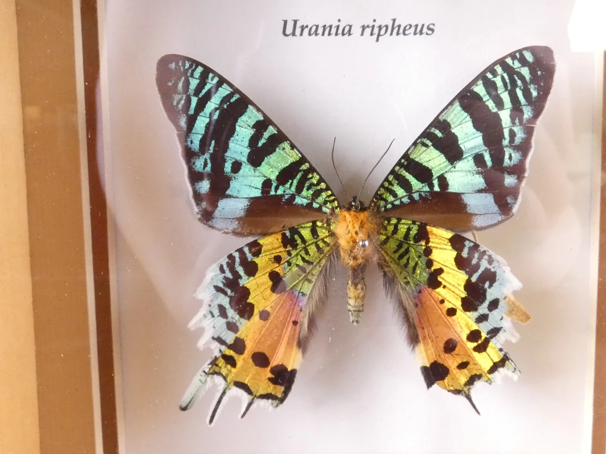 Verzameling van ingelijste vlinders en insecten in vitrinekaders - foto 16