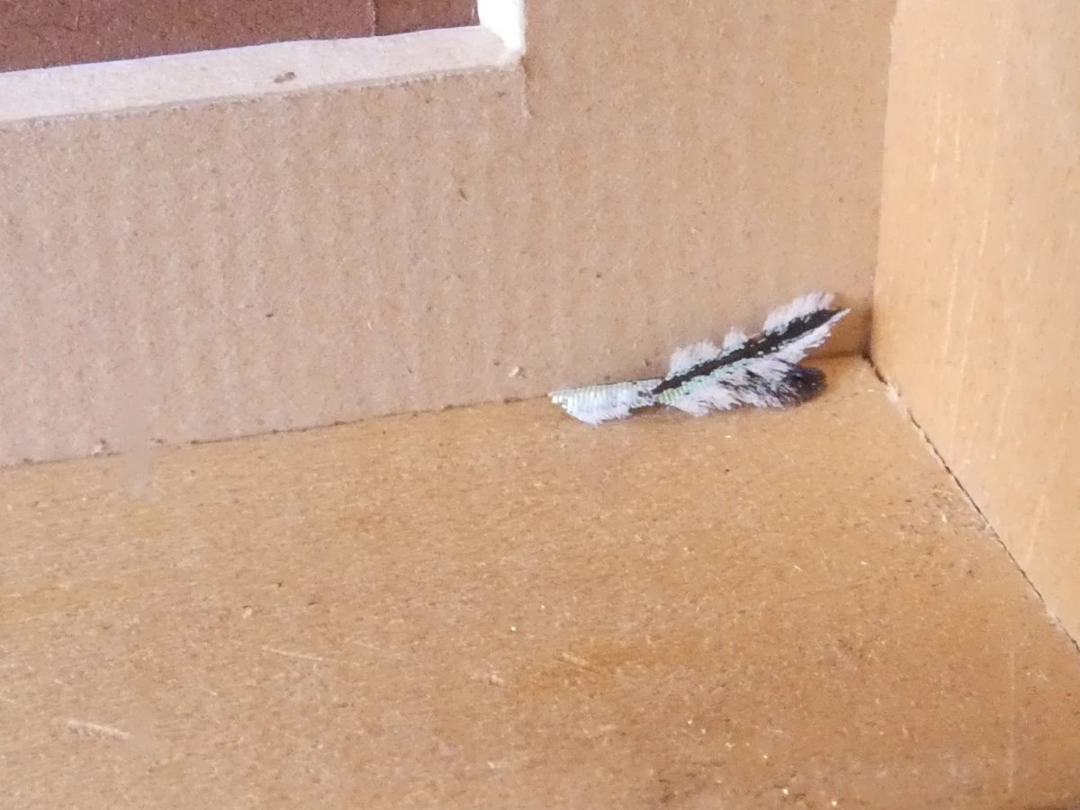 Verzameling van ingelijste vlinders en insecten in vitrinekaders - foto 17