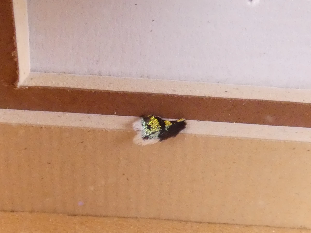 Verzameling van ingelijste vlinders en insecten in vitrinekaders - foto 18