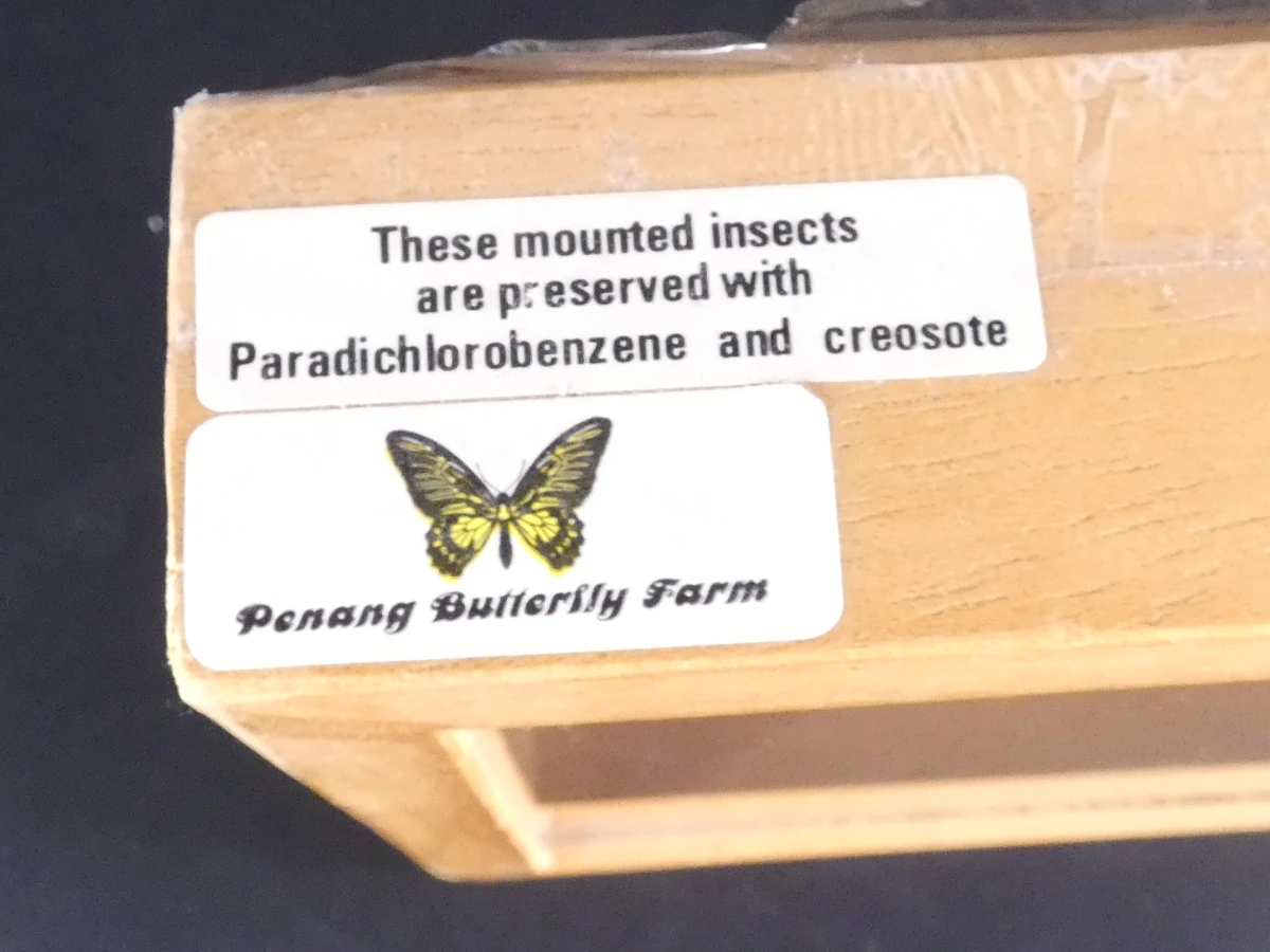 Verzameling van ingelijste vlinders en insecten in vitrinekaders - foto 19