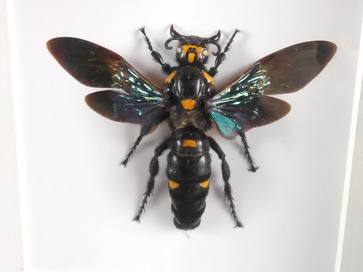 Verzameling van ingelijste vlinders en insecten in vitrinekaders - foto 21