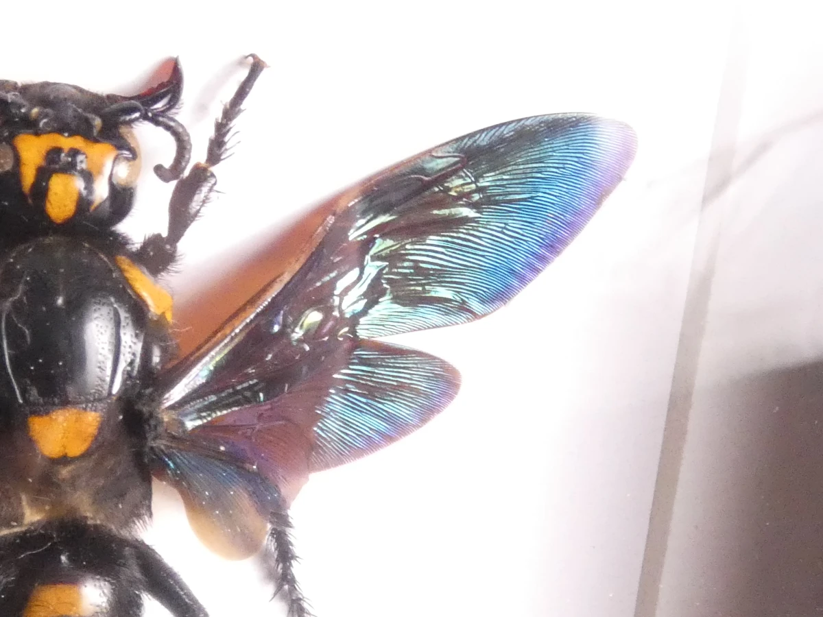 Verzameling van ingelijste vlinders en insecten in vitrinekaders - foto 22