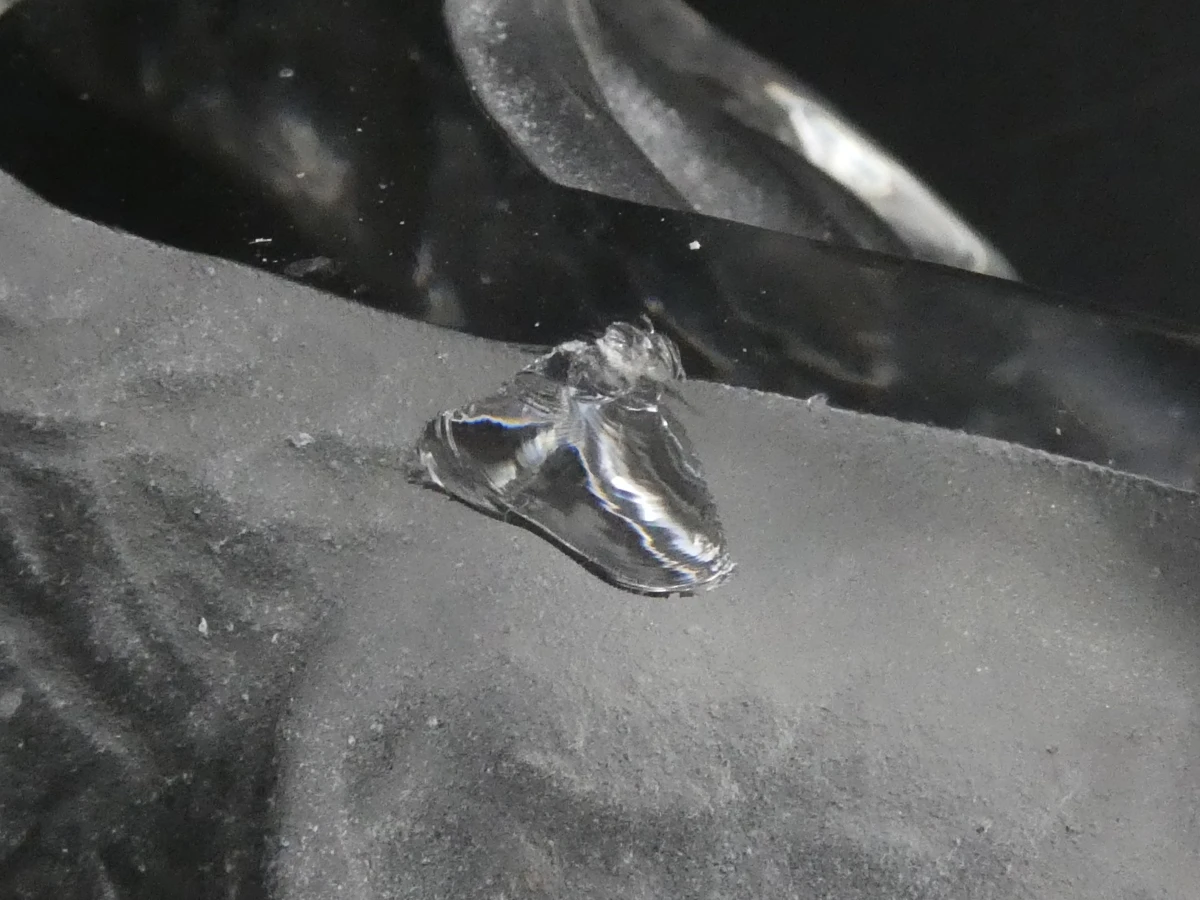 Set Swarovski kristallen dieren en decoraties - foto 14