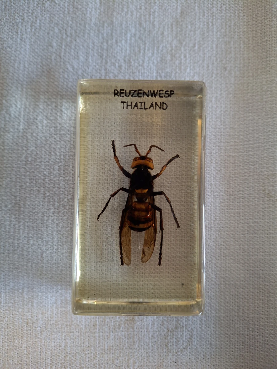 Insecten- en mineralencollectie - foto 3