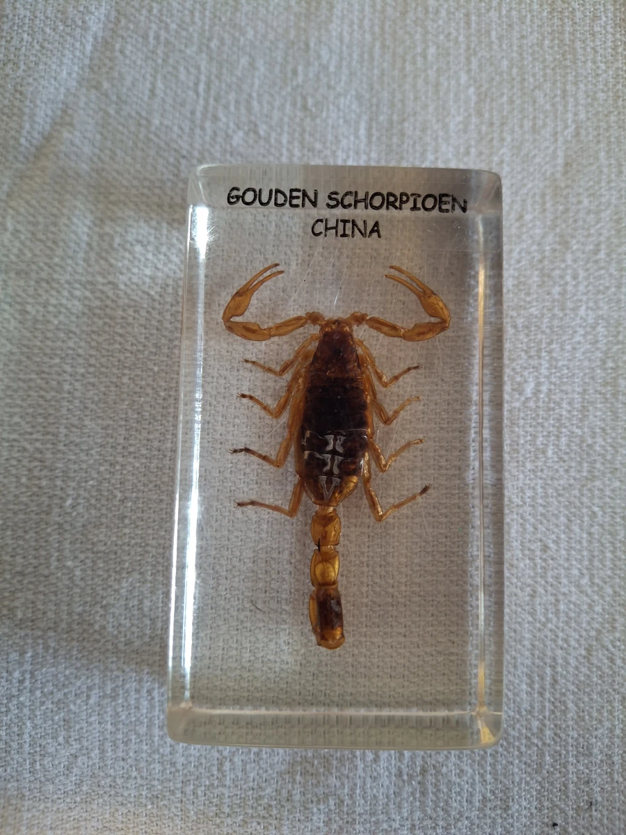 Insecten- en mineralencollectie - foto 6