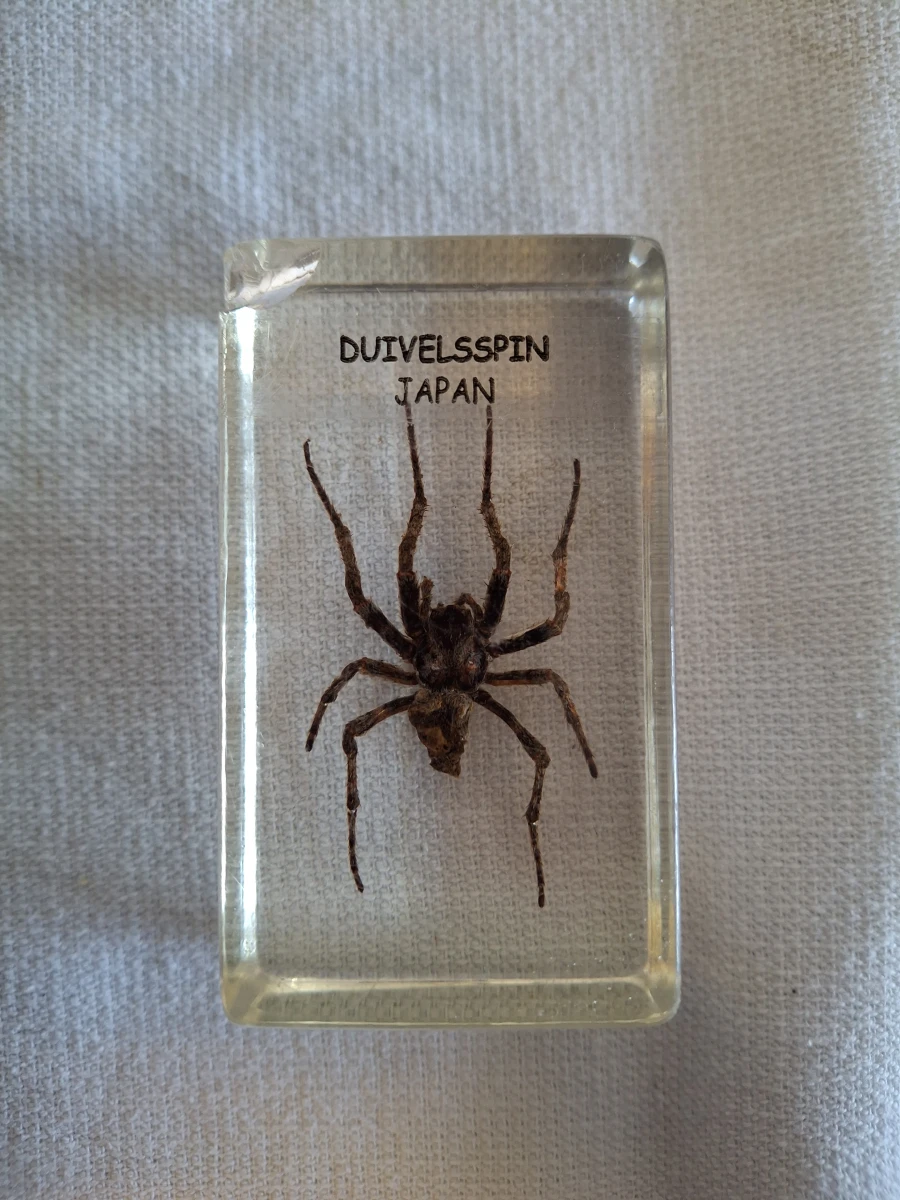 Insecten- en mineralencollectie - foto 12