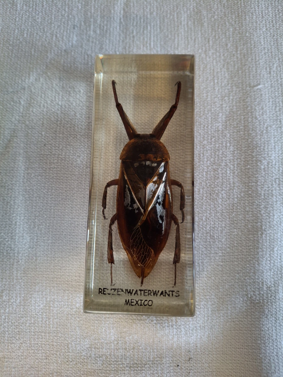 Insecten- en mineralencollectie - foto 10