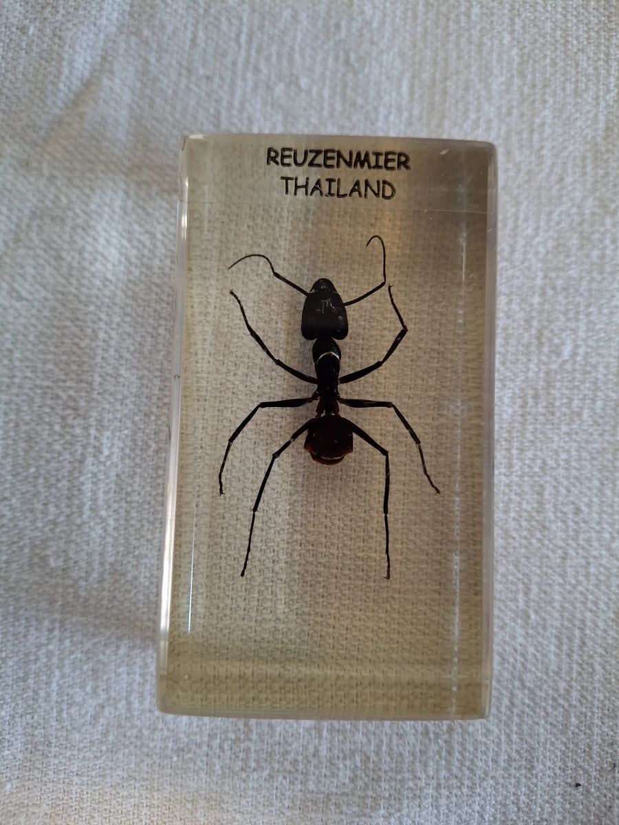 Insecten- en mineralencollectie - foto 5