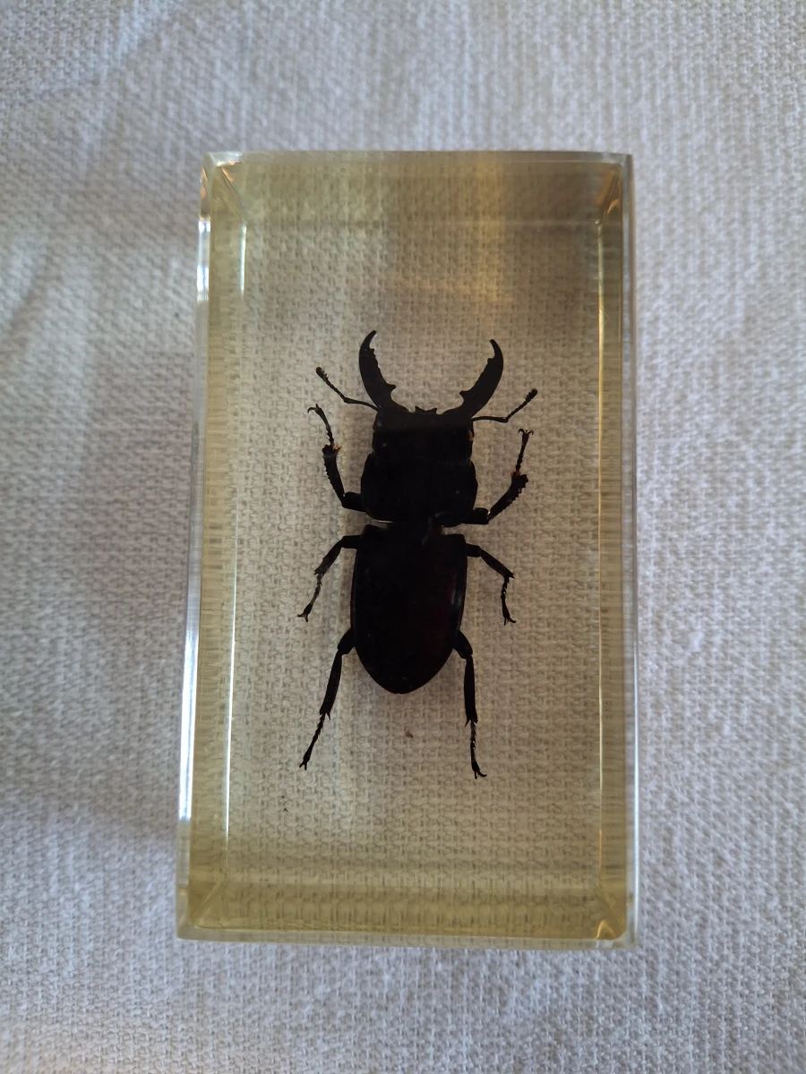 Insecten- en mineralencollectie - foto 8