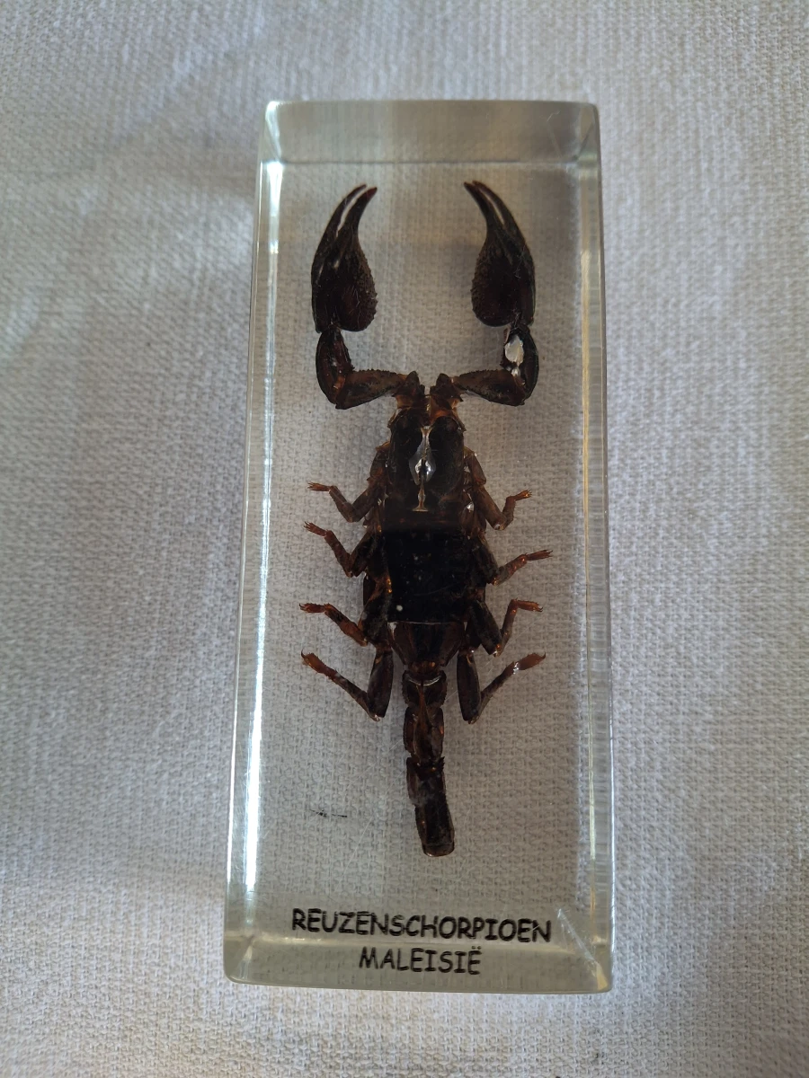 Insecten- en mineralencollectie - foto 9