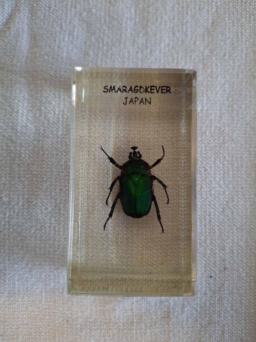 Insecten- en mineralencollectie - foto 4