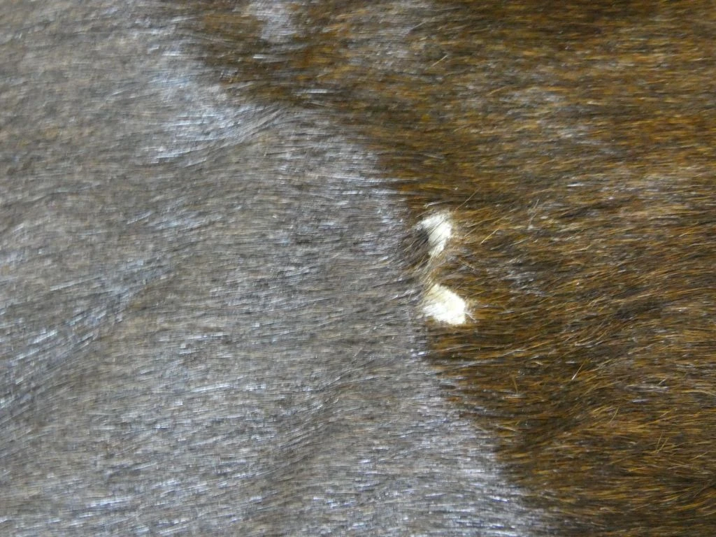 Bruin koeienhuid vloerkleed - foto 5