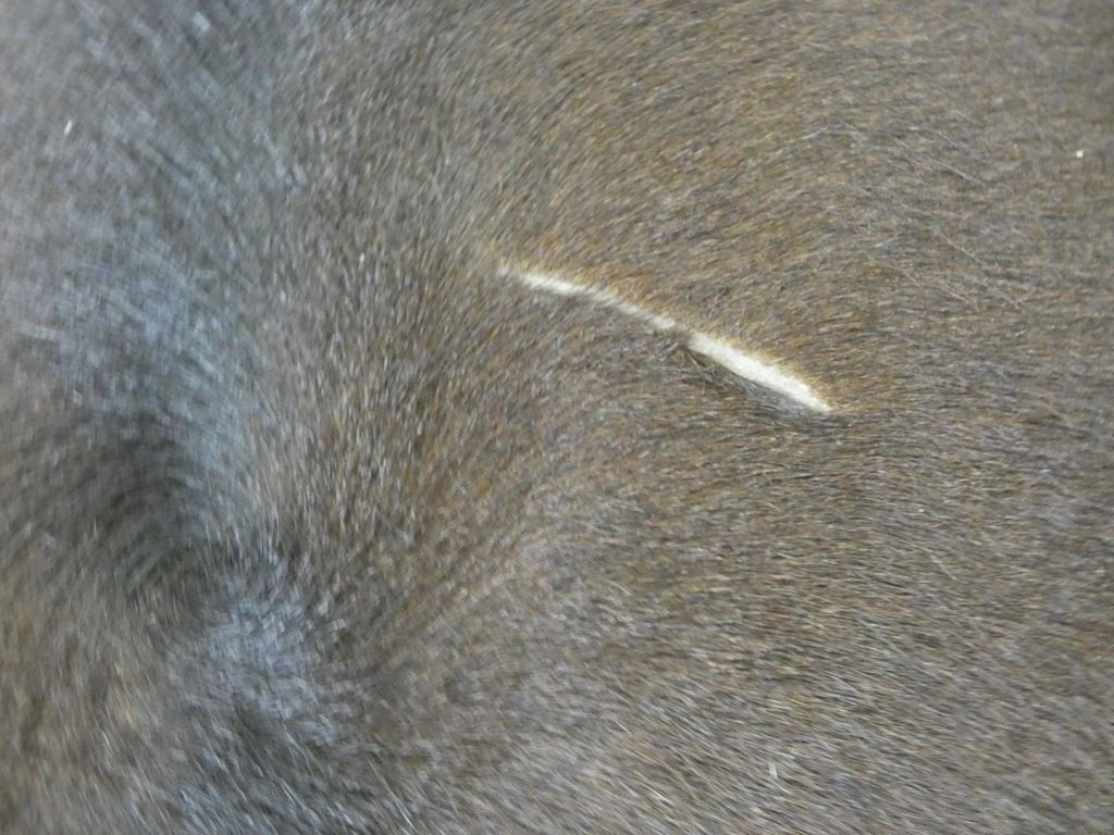 Bruin koeienhuid vloerkleed - foto 4