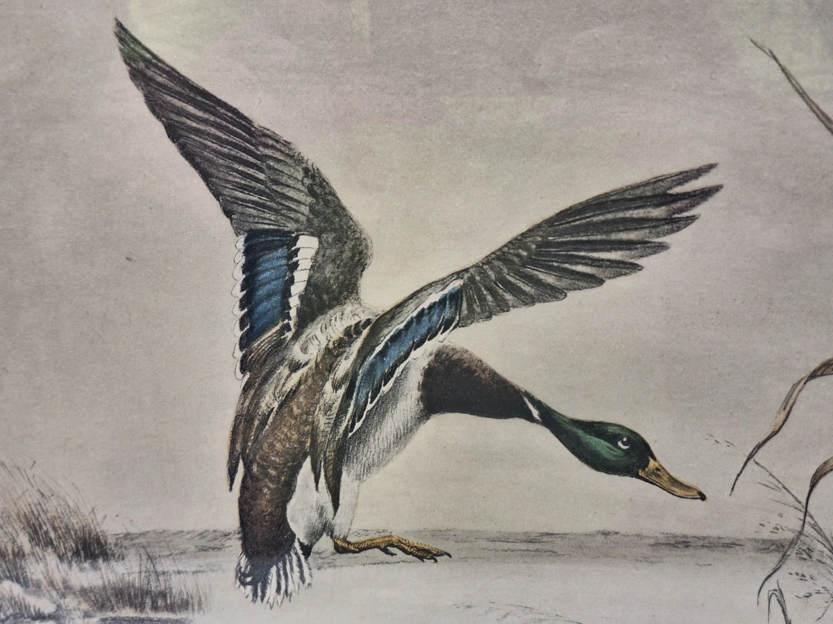 Wilde eenden boven het water - gesigneerde kleurenprent - Léon Danchin - foto 5