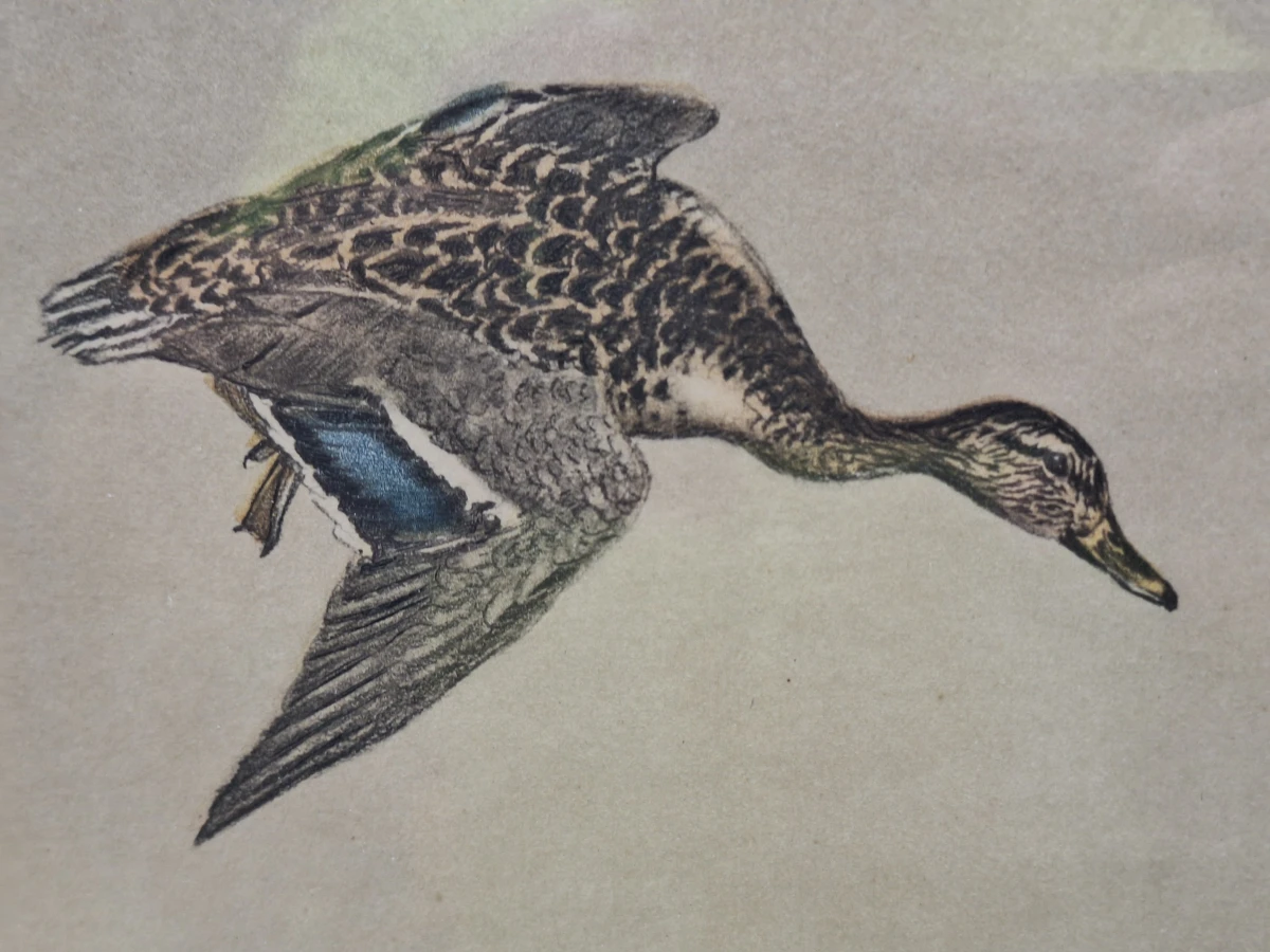 Wilde eenden boven het water - gesigneerde kleurenprent - Léon Danchin - foto 4