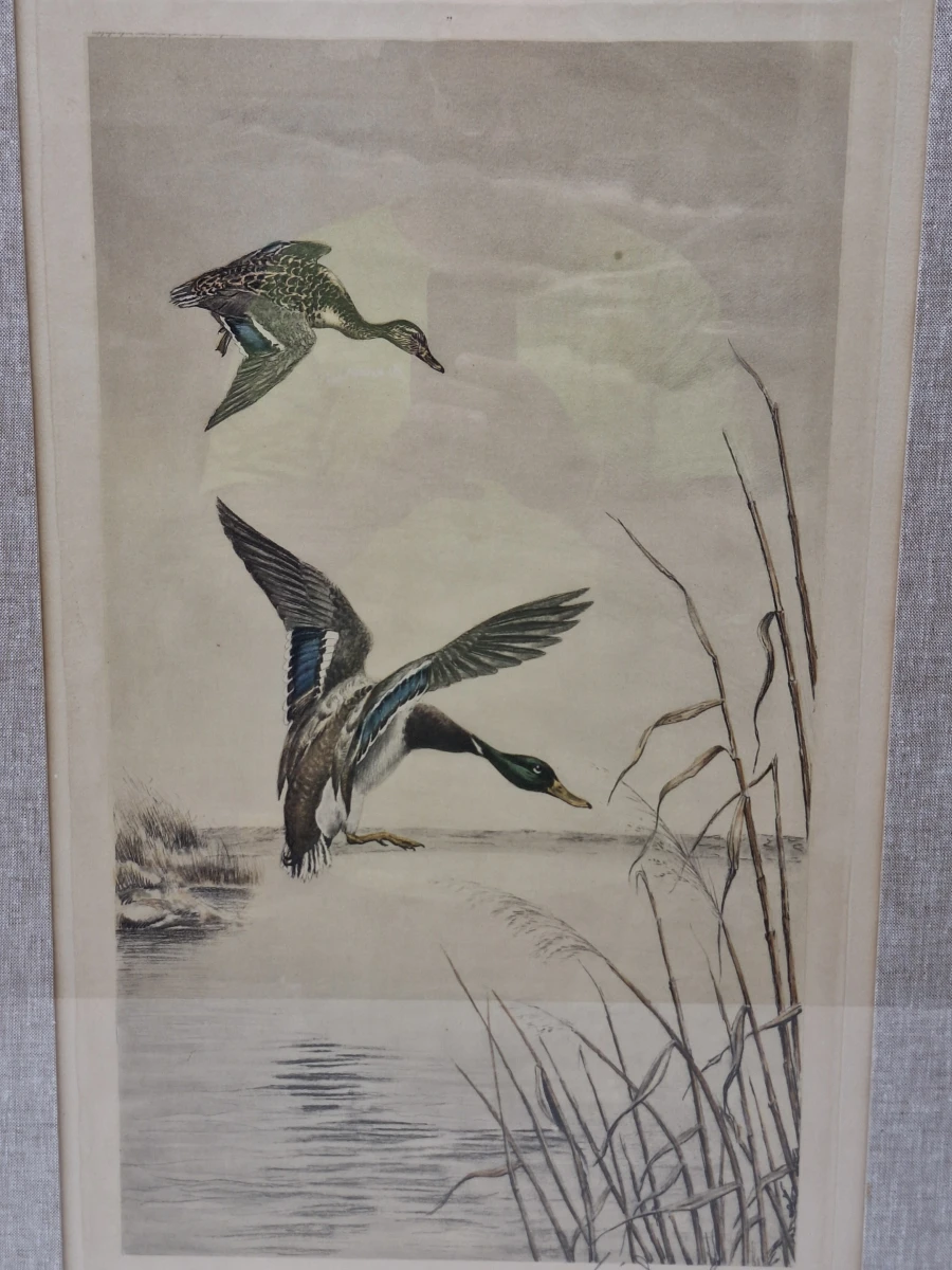 Wilde eenden boven het water - gesigneerde kleurenprent - Léon Danchin - foto 3