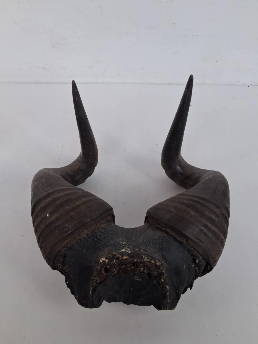 Authentieke trofee van een Hartebeest - foto 3