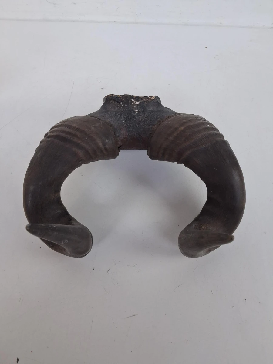 Authentieke trofee van een Hartebeest - foto 2