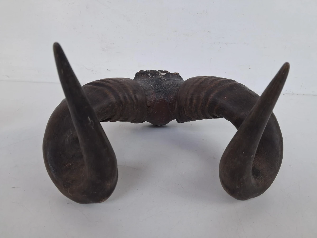 Authentieke trofee van een Hartebeest - foto 5