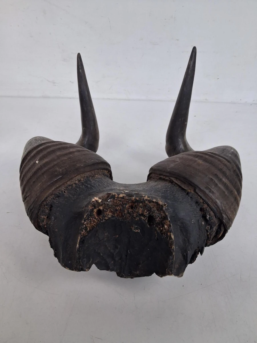 Authentieke trofee van een Hartebeest - foto 4