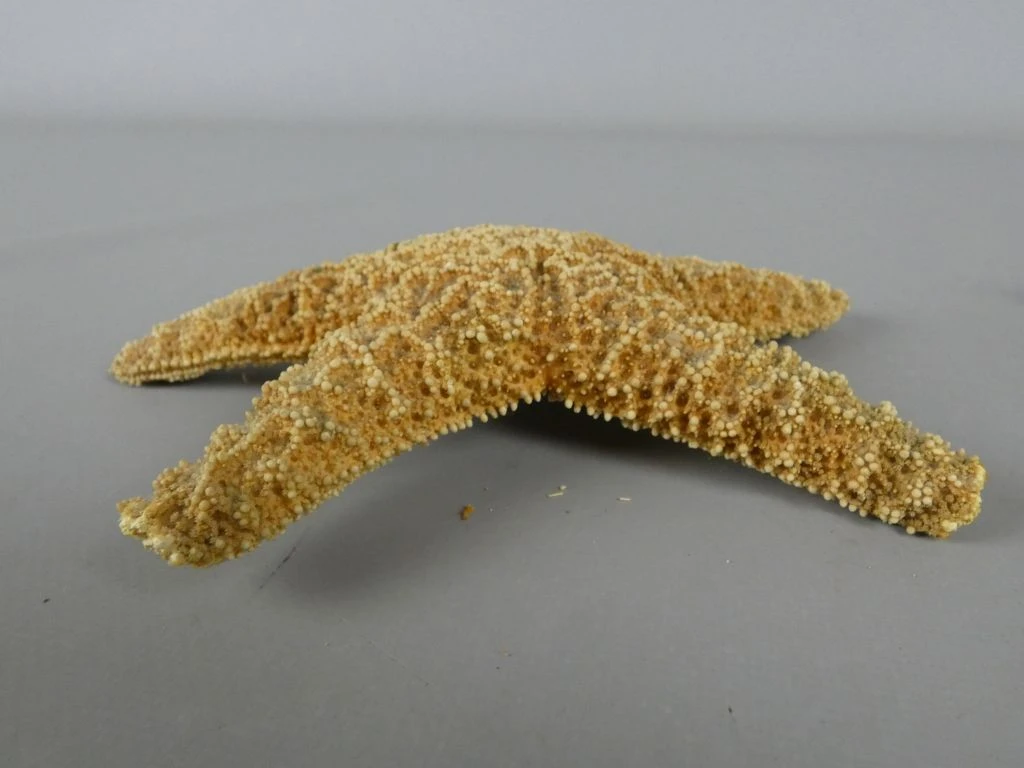 Set van twee gedroogde zeesterren als decoratie - foto 5