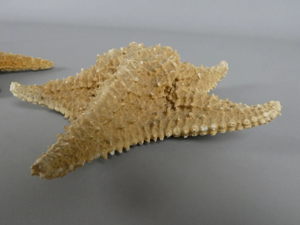 Set van twee gedroogde zeesterren als decoratie - foto 4