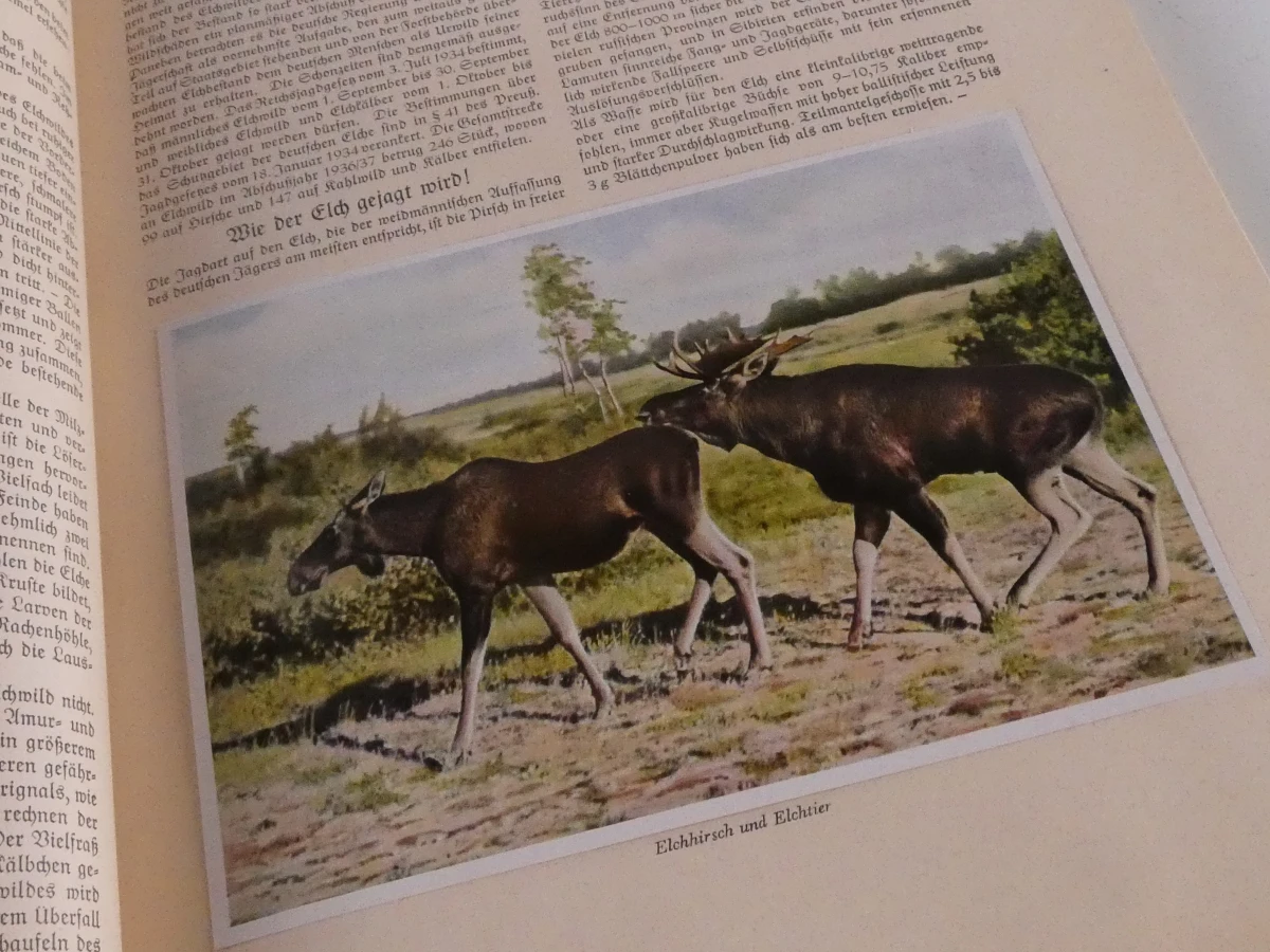 Vintage plaatjesalbums uit de jaren 1930–1950 - foto 16