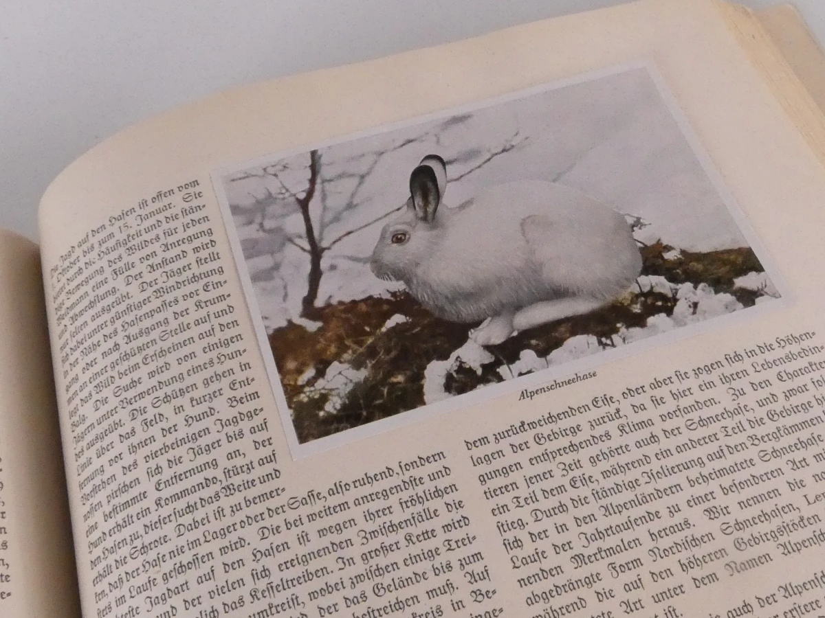 Vintage plaatjesalbums uit de jaren 1930–1950 - foto 17