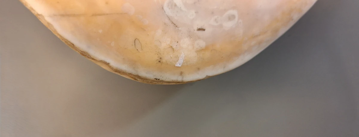 Grote Schelp - foto 5
