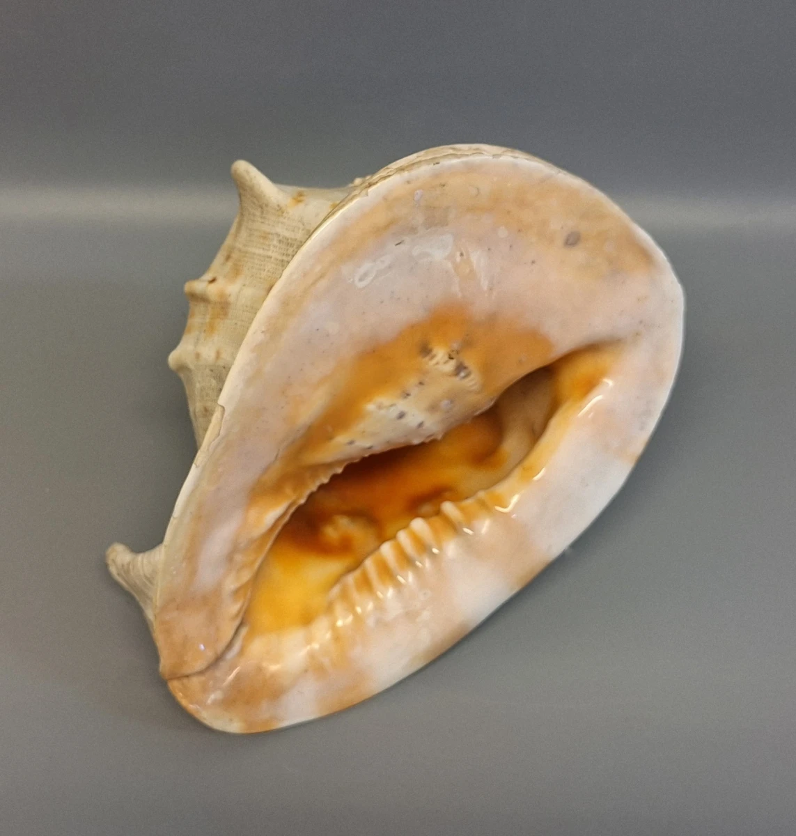 Grote Schelp - foto 7