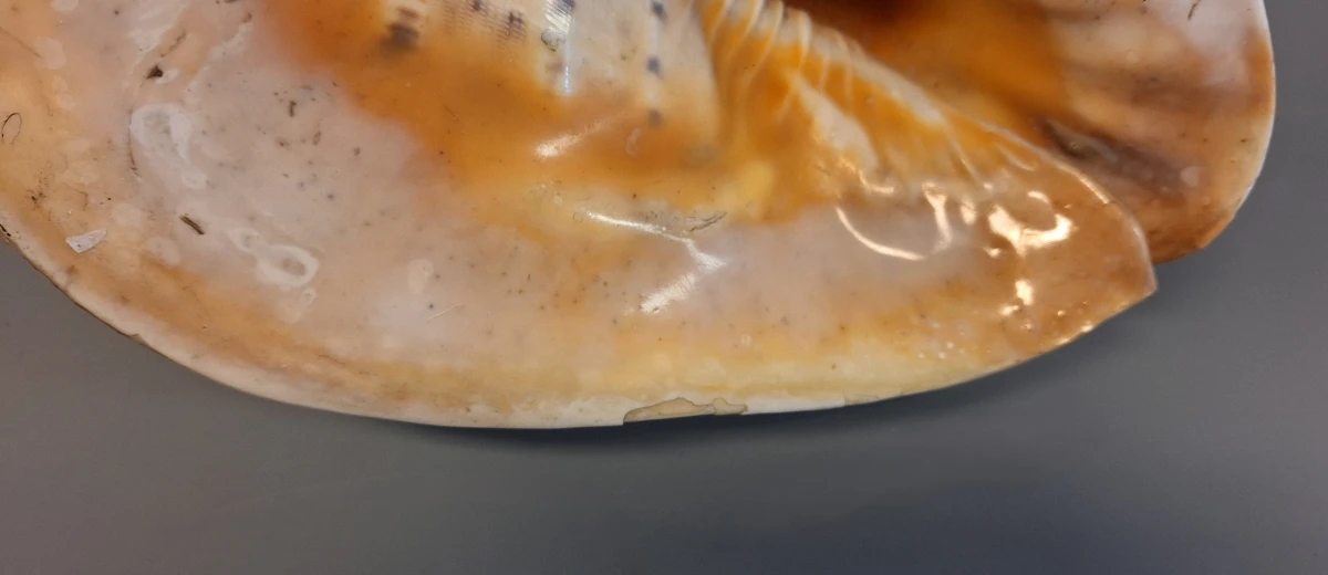 Grote Schelp - foto 4