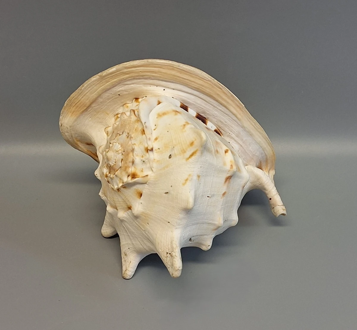 Grote Schelp - foto 3