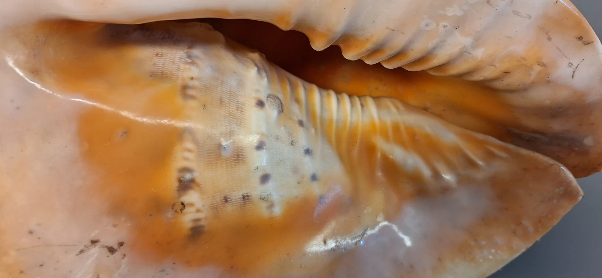 Grote Schelp - foto 6