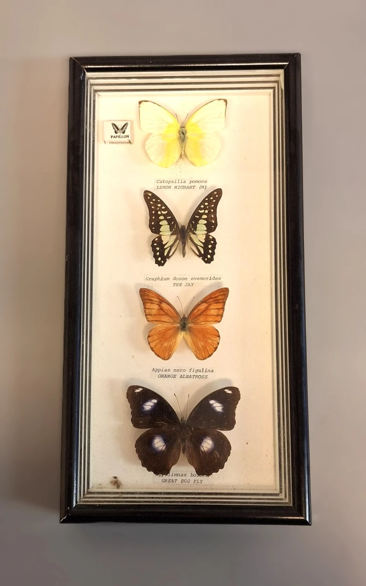 Ingelijst vlinderdisplay met vier vlinders - foto 2