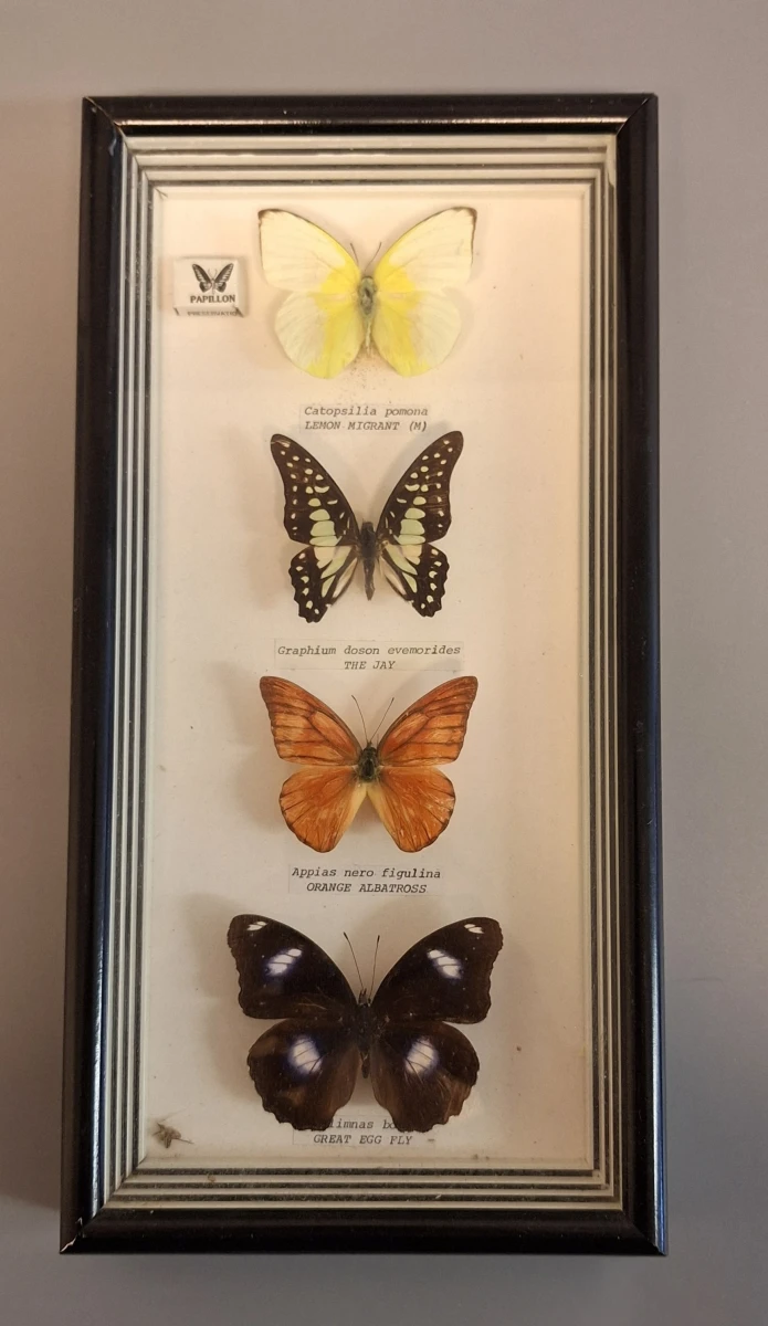 Ingelijst vlinderdisplay met vier vlinders - foto 5