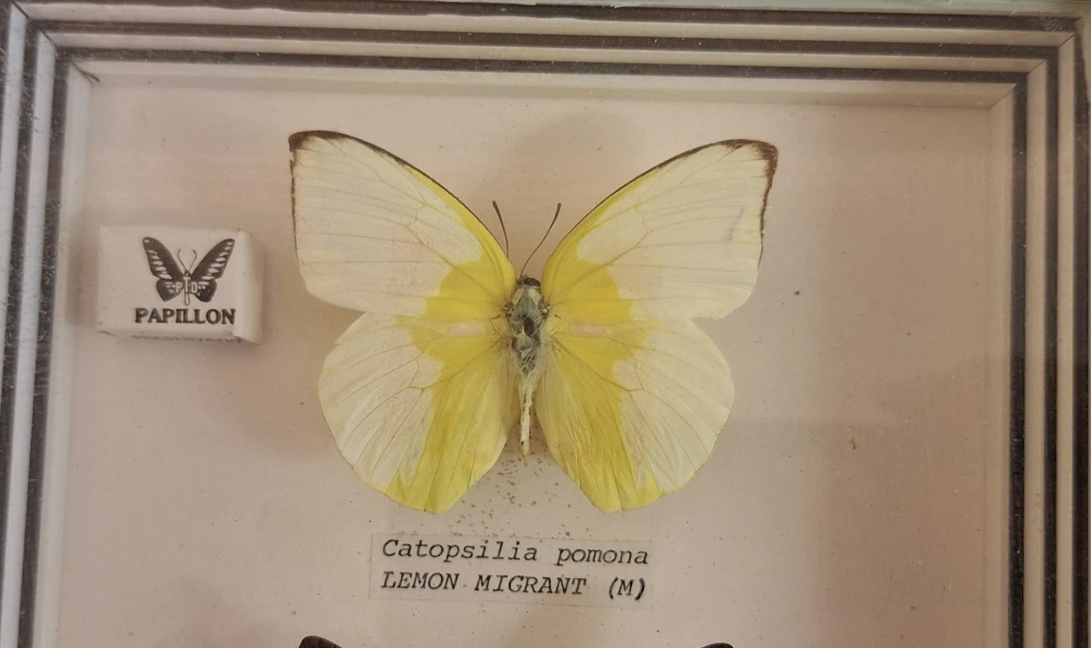 Ingelijst vlinderdisplay met vier vlinders - foto 6