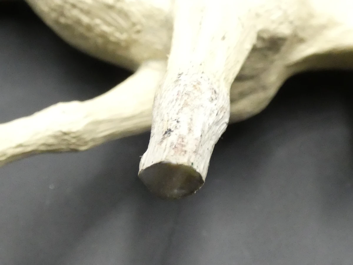 Grote verzameling Papo en Schleich figuren - foto 22
