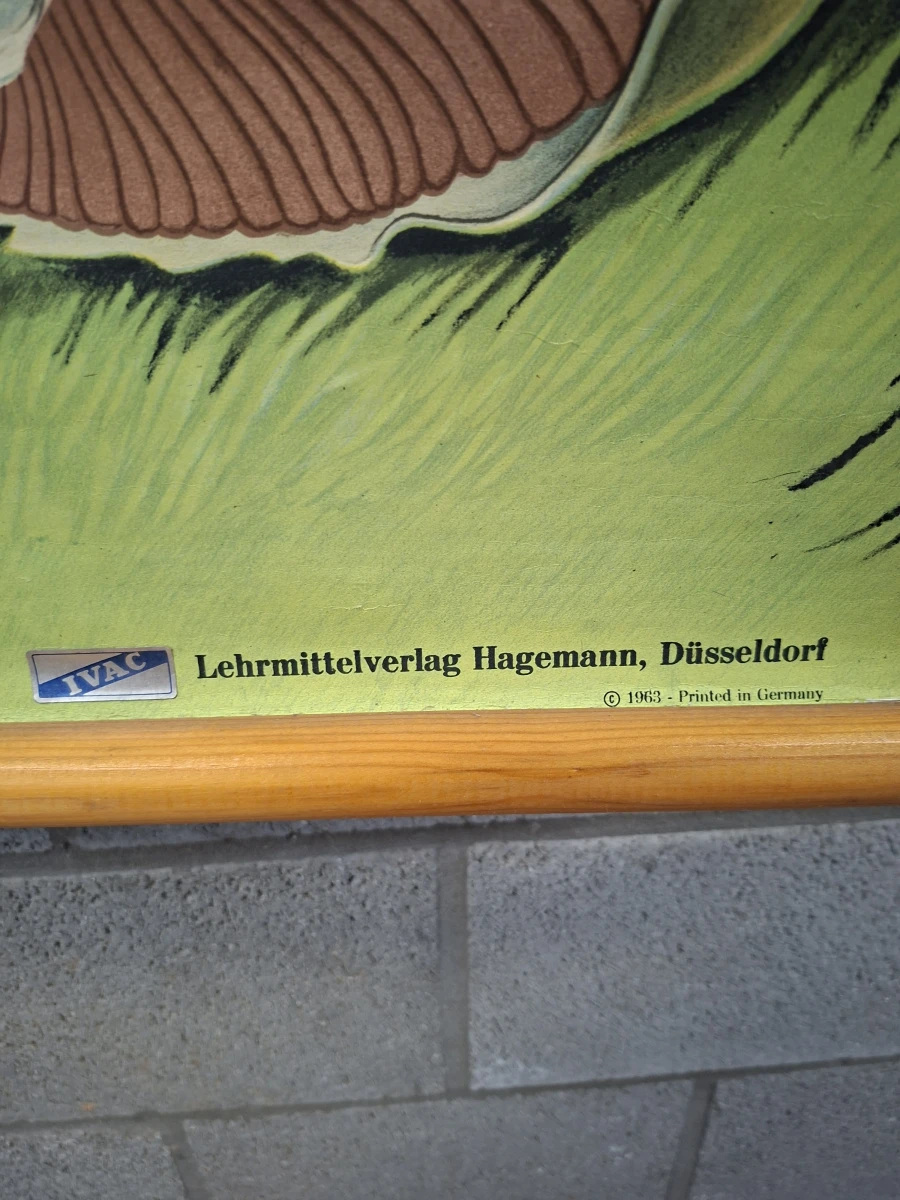 Vintage biologische schoolplaat paddenstoel Psalliota campestris - foto 5